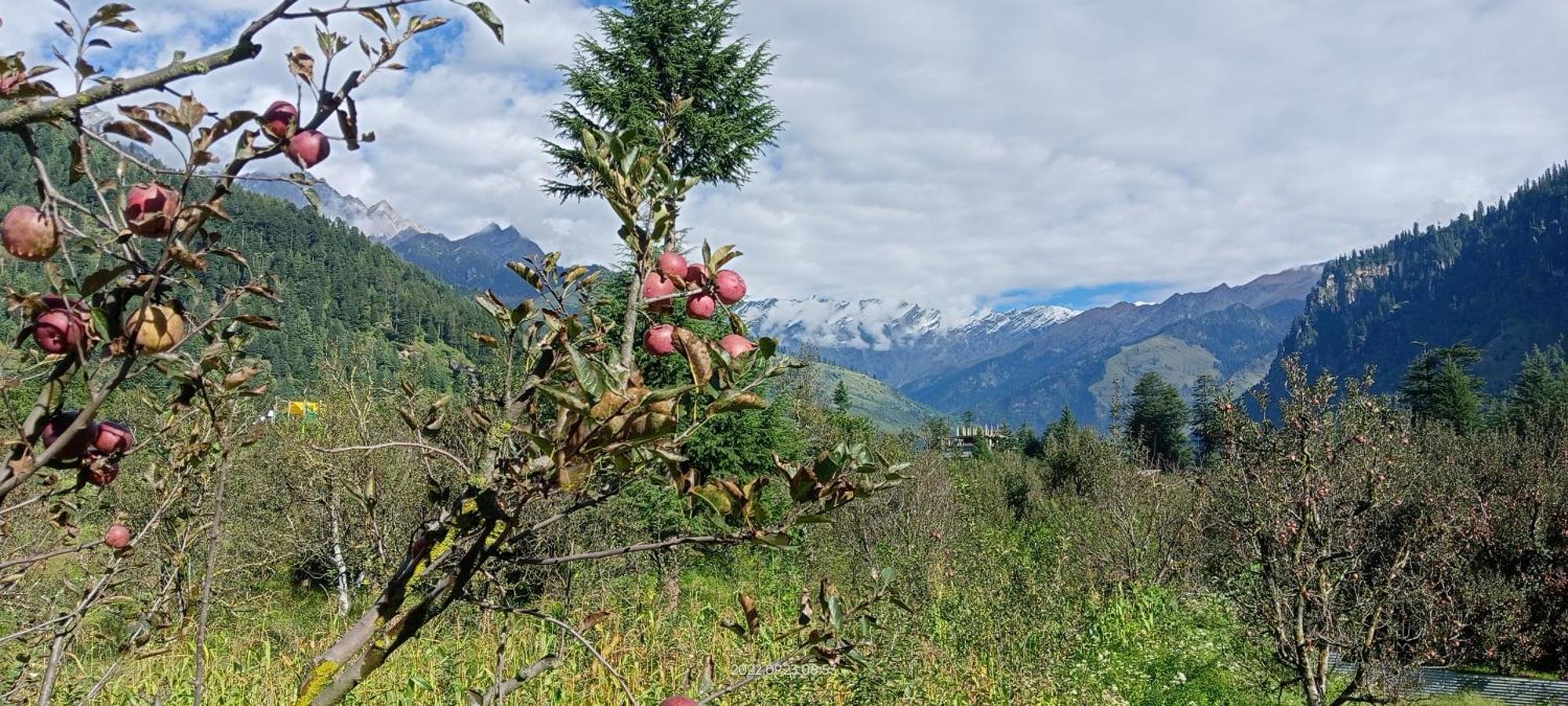 Hotel Apple Flower Manāli Kültér fotó